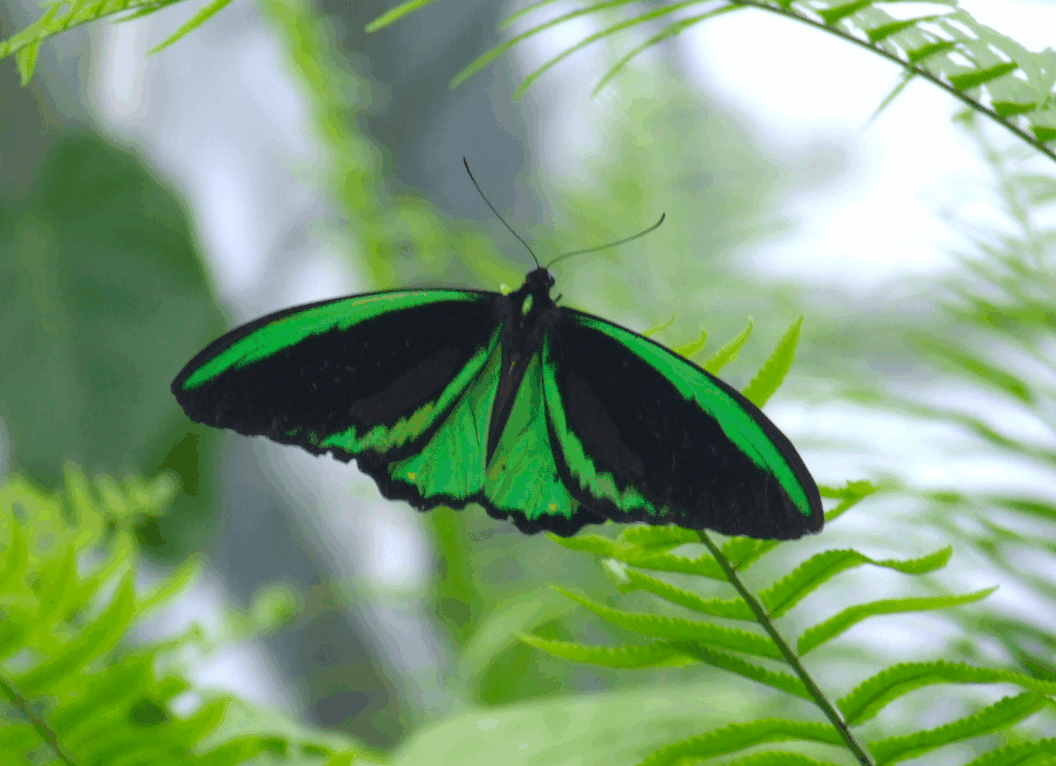 Australian Butterfly Sanctuary - Stays Accommodation 2