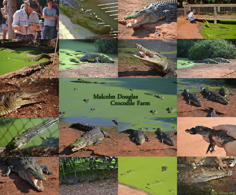 The Malcolm Douglas Crocodile Park - Stayed 0