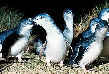 Bunyip Tours - Stayed 4