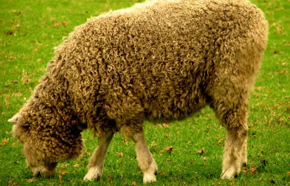 Collingwood Children's Farm - Stays Accommodation 3