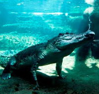 WILD LIFE Sydney Zoo - Stays Accommodation