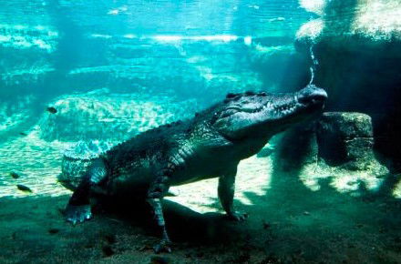 WILD LIFE Sydney Zoo - Stays Accommodation 0