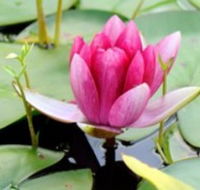 The Lotus Day Spa and Retreat - Stayed