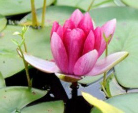 The Lotus Day Spa And Retreat - Stays Accommodation 0