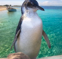 Penguin Island - Stayed