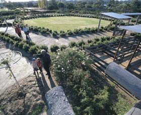 Kojonup Rose Maze - Stayed 0