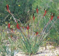 Kalbarri Wildflower Centre - Stayed