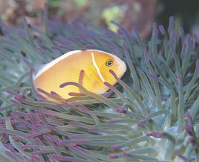 Rowley Shoals - Stayed 0