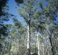 Diamond Tree Lookout Manjimup - Stayed