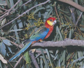 King River - Stayed 0