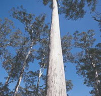 The Four Aces - Stayed