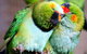 Rainbow Jungle - The Australian Parrot Breeding Centre - thumb 0