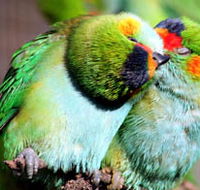 Rainbow Jungle - The Australian Parrot Breeding Centre - Stayed
