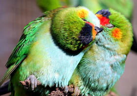 Rainbow Jungle - The Australian Parrot Breeding Centre - Stayed 0