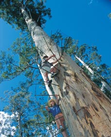 Dave Evans Bicentennial Tree - Stayed 0
