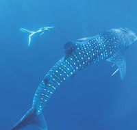 Ningaloo Marine Park - Stayed