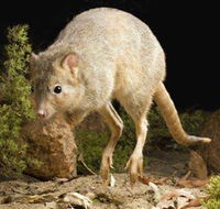 Kanyana Wildlife - Stays Accommodation