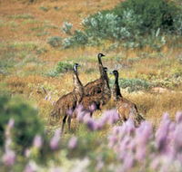 Jurabi Coastal Reserve - Stayed