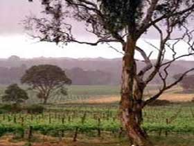 Yangarra Estate Vineyard - Stayed 0
