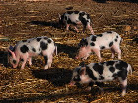 Will's Rare Breeds Farm - Stayed 0