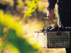 Barossa Valley SA Stays Accommodation