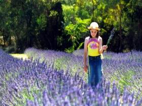 Brayfield Park Lavender Farm - Stayed 0