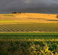 Kellermeister Wines - Stayed