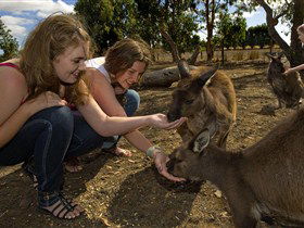 Kangaroo Island Wildlife Park - Stayed 0