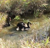 Tamar Island Wetlands Reserve and Interpretation Centre - Stayed