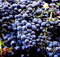Laurel Bank Vineyard - Stayed