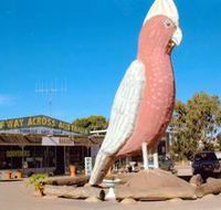 The Big Galah - Stayed
