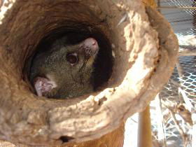 Mulga Sanctuary And Wildlife Park - Stays Accommodation 0