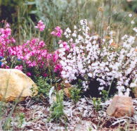 Stokes Bay Bush Garden - Stayed