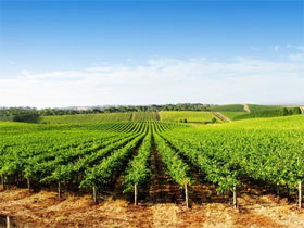 Aldinga Bay Winery - Stayed 0