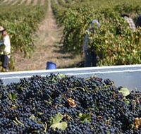 Rolf Binder Wines - Stays Accommodation