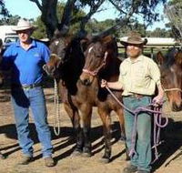 Coffin Bay Brumby Preservation Society Incorporated - Stayed
