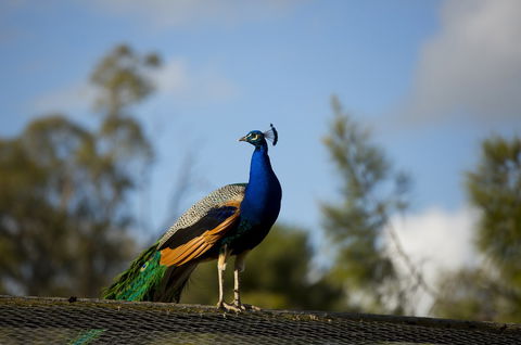 Maggie Beer's Farm Shop - Stayed 4