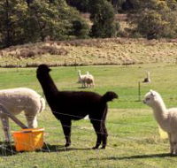 Maydena Country Cabins Accommodation  Alpaca Stud - Stayed