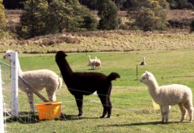 Maydena Country Cabins Accommodation & Alpaca Stud - Stayed 0