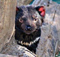 Trowunna Wildlife Sanctuary - Stayed
