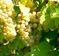 Winstead Vineyard - Stayed