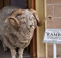 Tasmanian Wool Centre - Stayed