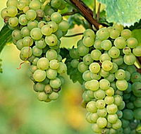 TP Vineyards - Stayed