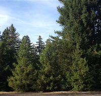 Pialligo Redwood Forest - Stayed