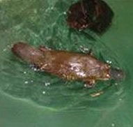 Platypus House - Stayed
