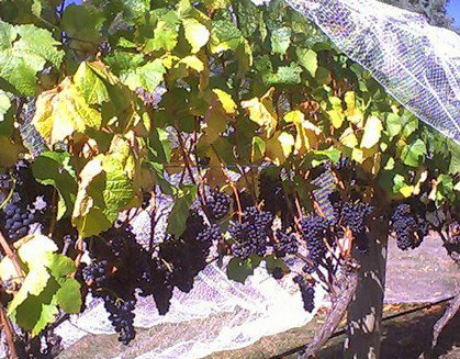 Palmara Vineyard - Stayed 0