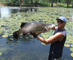 Barra Feeding - Stayed 0