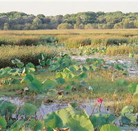 Fogg Dam Conservation Reserve - Stayed