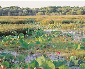 Fogg Dam Conservation Reserve - Stayed 0