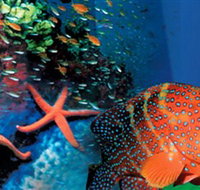 Indo Pacific Marine - Stayed